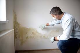 Reliable Holyoke, MA Mold Removal & Remediation Solutions